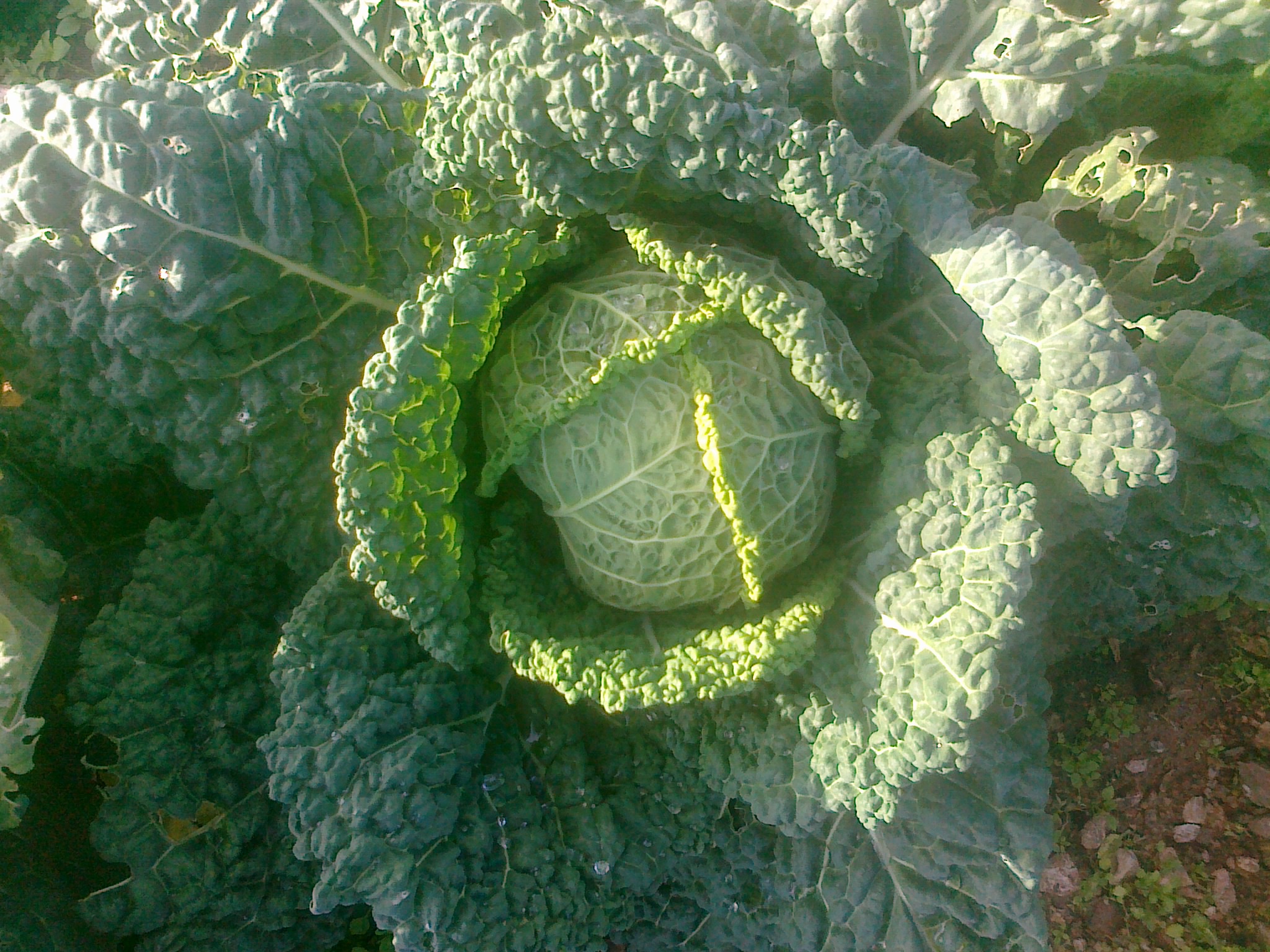 Verdura ecològica cultivada a la finca d’Ekobo